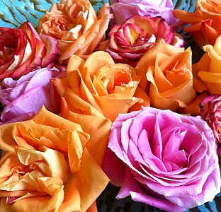 roses9-7-12.JPG