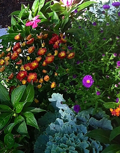 containerGarden1.jpg