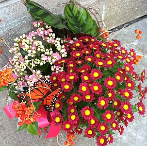 blooming plant photo.JPG