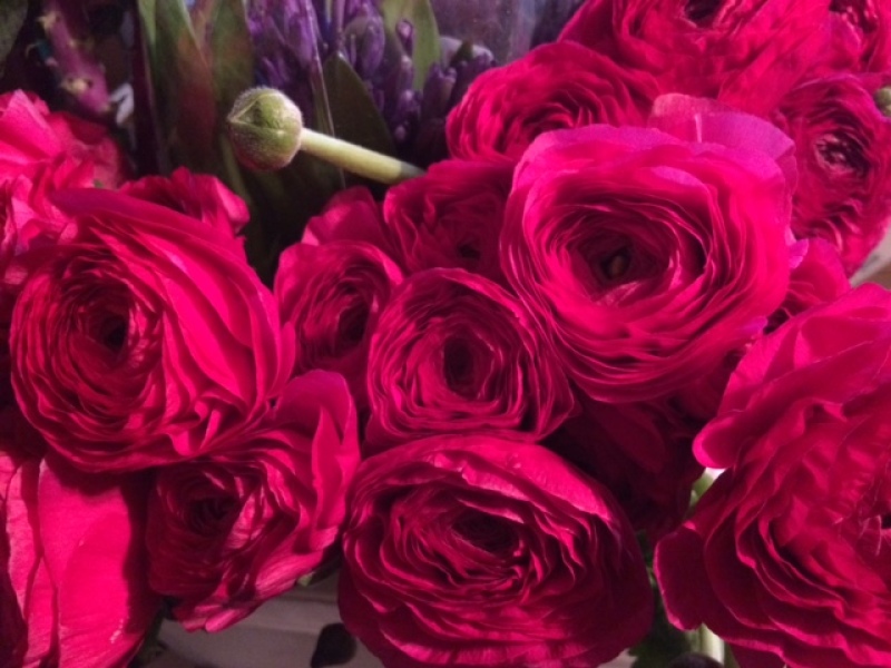 Pink Ranunculus_copy