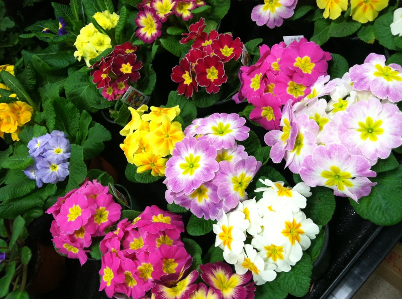 Primrose_copy