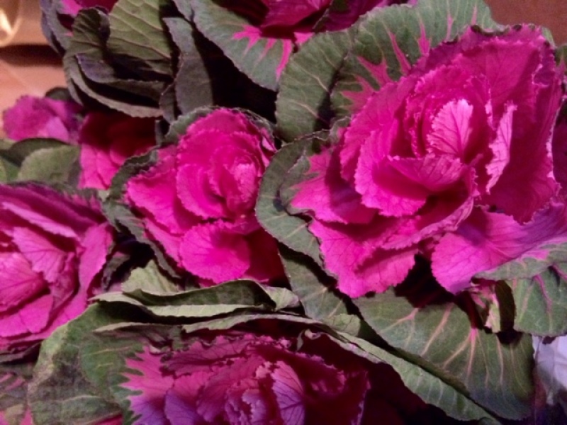 Purple Kale_copy