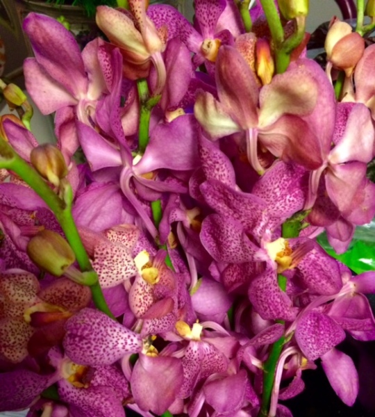 Purple Orchids_copy