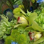 green-peacock-feathers_gallery